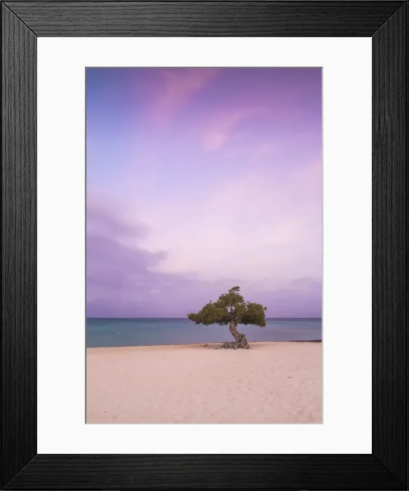 Framed Print : Caribbean, Netherland Antilles, Aruba, Divi Divi Tree on Eagle Beach Framed Print : Caribbean, Netherland Antilles, Aruba, Divi Divi Tree on Eagle Beach