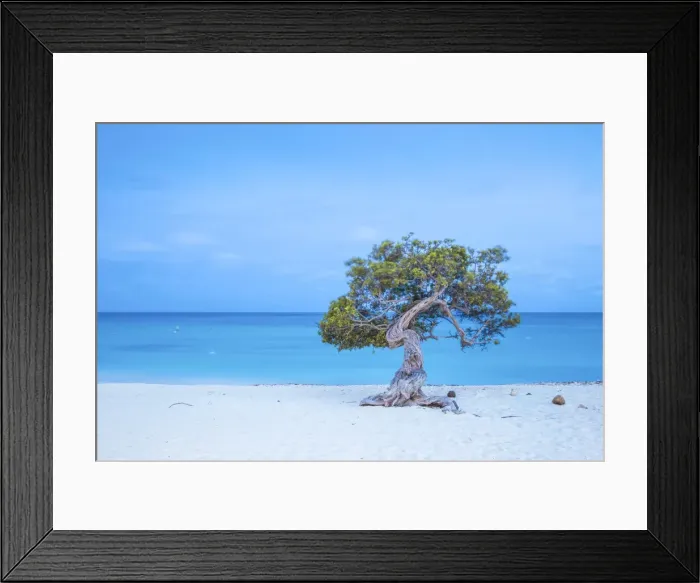 Framed Print : Caribbean, Netherland Antilles, Aruba, Divi Divi Tree on Eagle Beach Framed Print : Caribbean, Netherland Antilles, Aruba, Divi Divi Tree on Eagle Beach