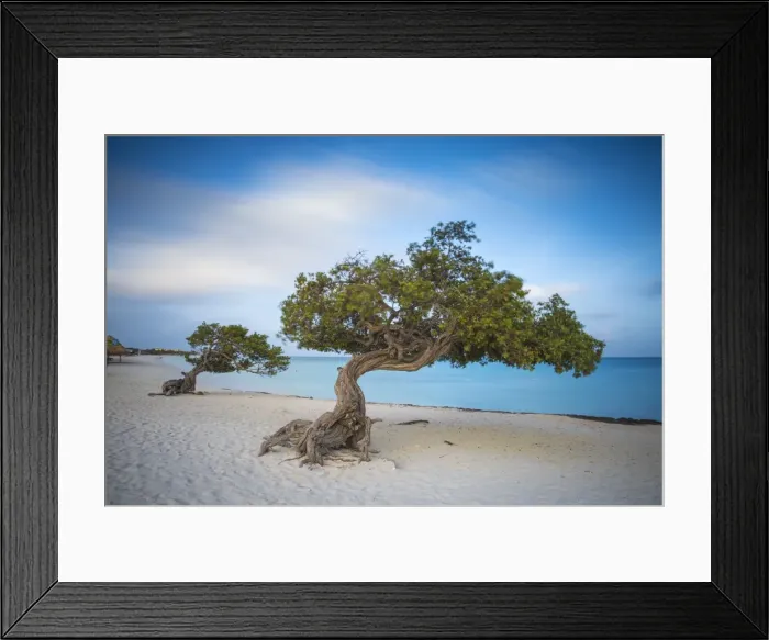 Framed Print : Caribbean, Netherland Antilles, Aruba, Divi Divi Trees on Eagle Beach Framed Print : Caribbean, Netherland Antilles, Aruba, Divi Divi Trees on Eagle Beach