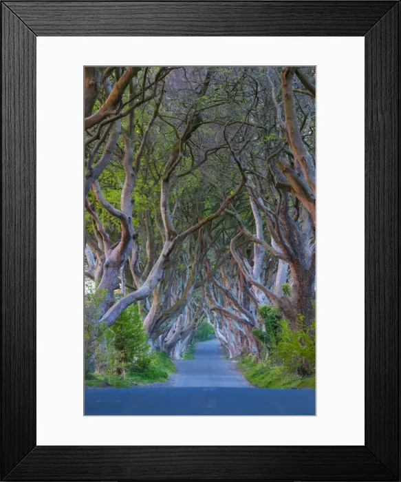 Framed Print : UK, Northern Ireland, County Antrim, Ballymoney, The Dark Hedges, tree lined road, dawn Framed Print : UK, Northern Ireland, County Antrim, Ballymoney, The Dark Hedges, tree lined road, dawn