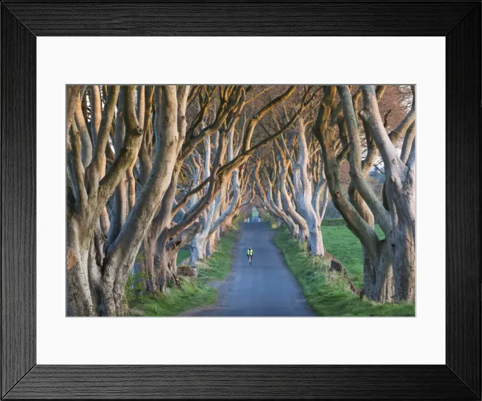 Framed Print : UK, Northern Ireland, County Antrim, Ballymoney, The Dark Hedges, tree lined road, dawn Framed Print : UK, Northern Ireland, County Antrim, Ballymoney, The Dark Hedges, tree lined road, dawn