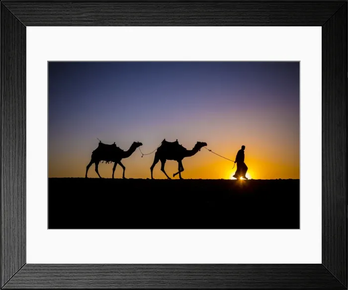 Framed Print : Camels in the desert near Giza, Cairo, Egypt Framed Print : Camels in the desert near Giza, Cairo, Egypt