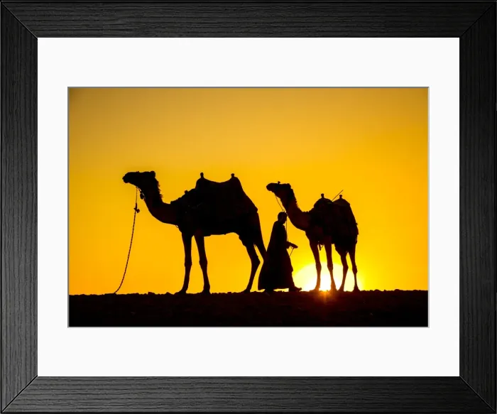 Framed Print : Camels in the desert near Giza, Cairo, Egypt Framed Print : Camels in the desert near Giza, Cairo, Egypt
