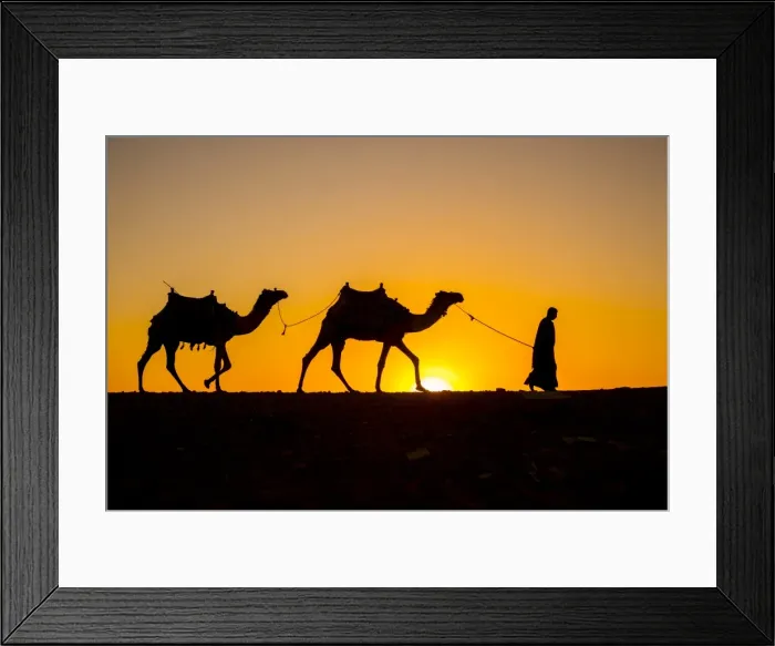 Framed Print : Camels in the desert near Giza, Cairo, Egypt Framed Print : Camels in the desert near Giza, Cairo, Egypt