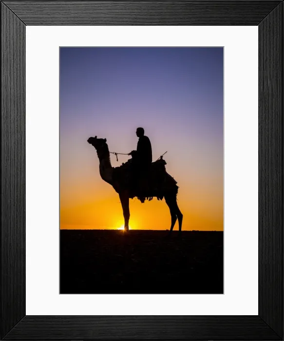 Framed Print : Camel in the desert near Giza, Cairo, Egypt
