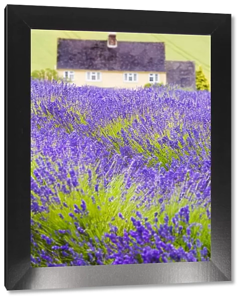 Lavender fields, Cotswolds, Worcestershire, UK