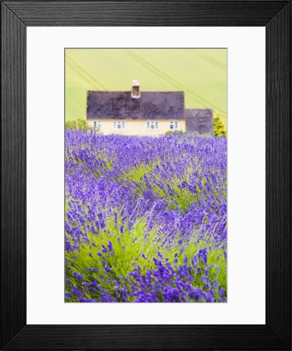 Framed Print : Lavender fields, Cotswolds, Worcestershire, UK Framed Print : Lavender fields, Cotswolds, Worcestershire, UK
