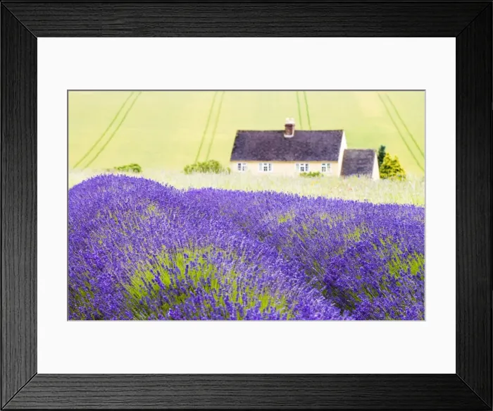 Framed Print : Lavender fields, Cotswolds, Worcestershire, UK Framed Print : Lavender fields, Cotswolds, Worcestershire, UK