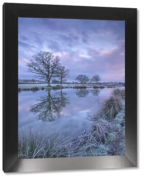 Frosty winter morning beside a rural pond, Morchard Road, Devon, England. Winter