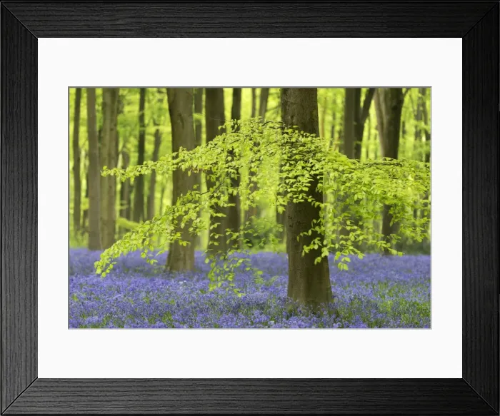 Framed Print : Bluebells and beech trees in West Woods, Wiltshire, England. Spring (May) Framed Print : Bluebells and beech trees in West Woods, Wiltshire, England. Spring (May)