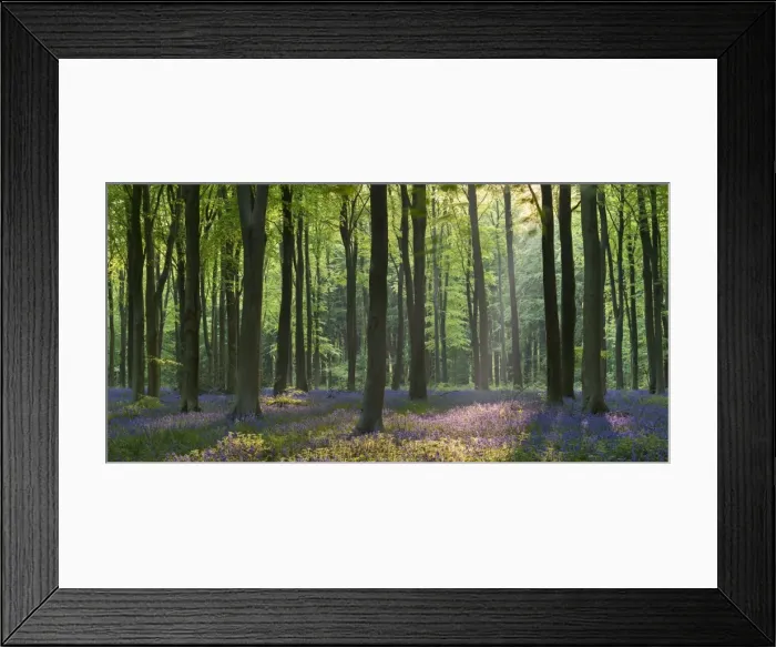 Framed Print : Bluebells and beech trees, West Woods, Marlborough, Wiltshire, England. Spring (May) Framed Print : Bluebells and beech trees, West Woods, Marlborough, Wiltshire, England. Spring (May)
