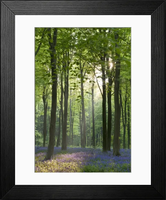 Framed Print : Bluebells and beech trees, West Woods, Marlborough, Wiltshire, England. Spring (May) Framed Print : Bluebells and beech trees, West Woods, Marlborough, Wiltshire, England. Spring (May)