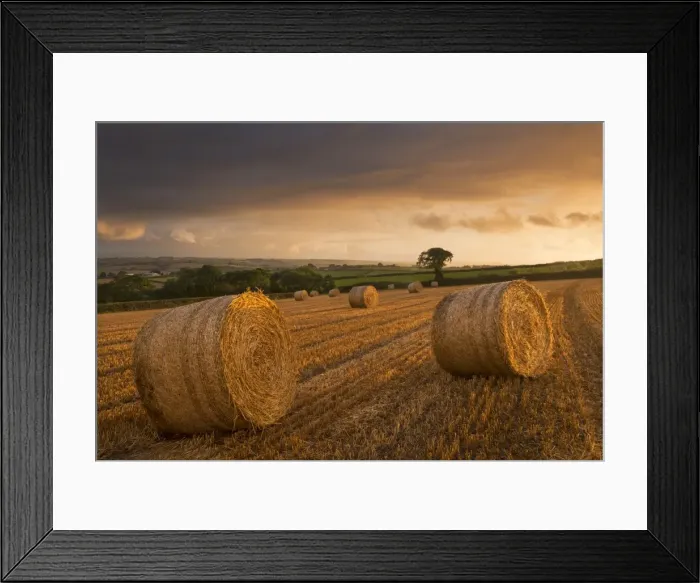 Framed Print : Hay Bales in a ploughed field at sunset, Eastington, Devon, England. Summer (August) Framed Print : Hay Bales in a ploughed field at sunset, Eastington, Devon, England. Summer (August)