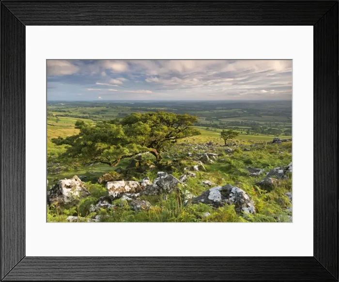 Framed Print : Hawthorn trees on Dartmoor moorland in summer time, Devon, England. July