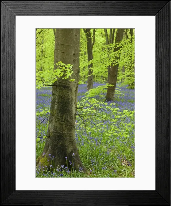 Framed Print : Bluebell carpet in a beech woodland, West Woods, Wiltshire, England. Spring Framed Print : Bluebell carpet in a beech woodland, West Woods, Wiltshire, England. Spring