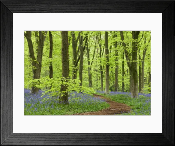 Framed Print : Bluebell carpet in a beech woodland, West Woods, Wiltshire, England. Spring Framed Print : Bluebell carpet in a beech woodland, West Woods, Wiltshire, England. Spring