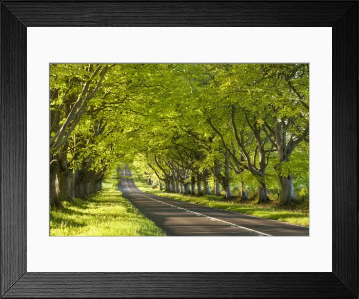 Framed Print : Beech Tree avenue early one Spring morning, Nr Wimborne, Dorset, England. Spring Framed Print : Beech Tree avenue early one Spring morning, Nr Wimborne, Dorset, England. Spring