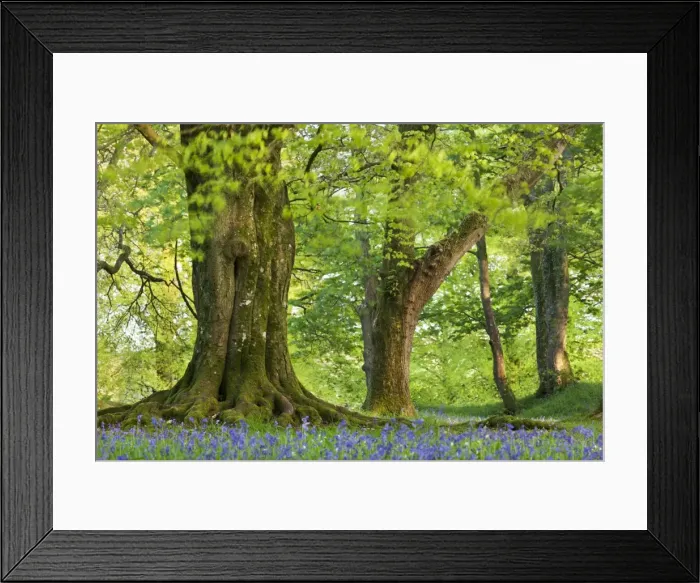 Framed Print : Beech and Oak trees above a carpet of bluebells in a woodland, Blackbury Camp, Devon, England Framed Print : Beech and Oak trees above a carpet of bluebells in a woodland, Blackbury Camp, Devon, England