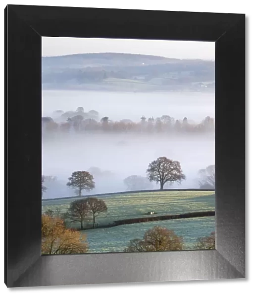 Mist covered countryside in the Exe Valley just north of Exeter, Devon, England. Winter