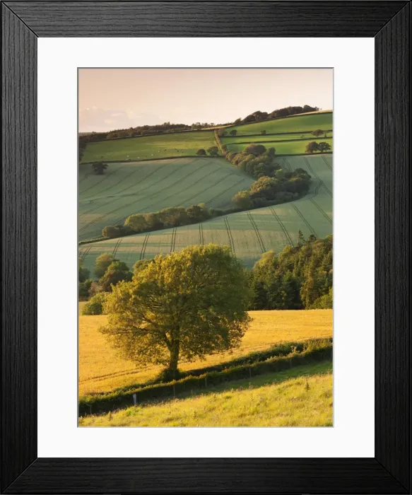 Framed Print : Rolling farmland in summertime, Devon, England. Summer Framed Print : Rolling farmland in summertime, Devon, England. Summer