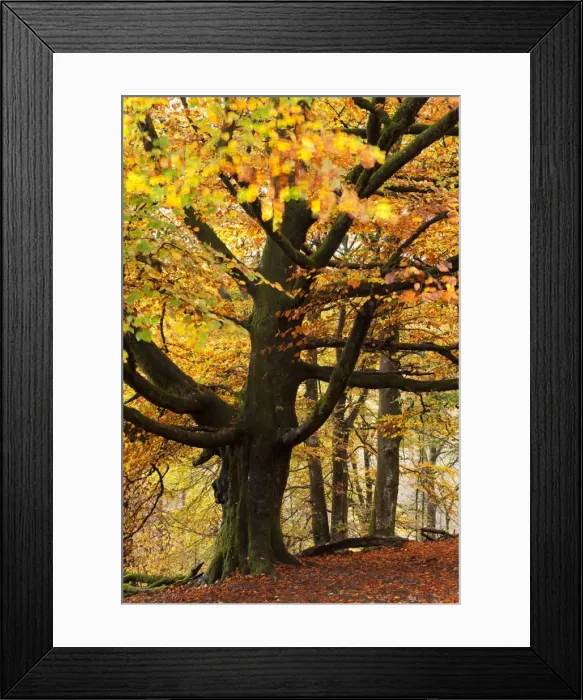 Framed Print : Beech tree with autumn colours, Lake District, Cumbria, England. Autumn Framed Print : Beech tree with autumn colours, Lake District, Cumbria, England. Autumn