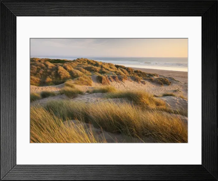 Framed Print : Marram grass on the sand dunes of Braunton Burrows, looking towards Saunton Sands, Devon, England Framed Print : Marram grass on the sand dunes of Braunton Burrows, looking towards Saunton Sands, Devon, England