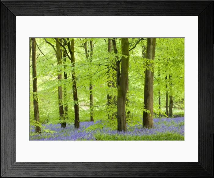 Framed Print : Common Bluebells (Hyacinthoides non-scripta) flowering in a beech wood, West Woods