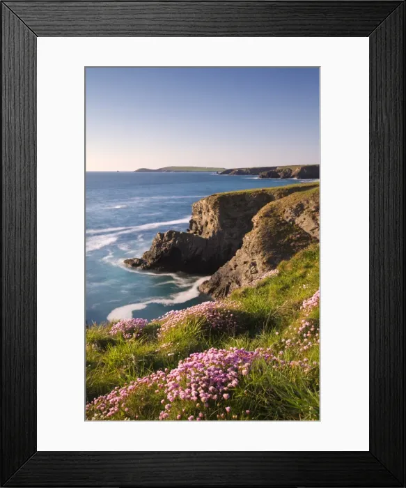 Framed Print : Flowering Sea Thrift (Armeria maritima) on the Cornish clifftops near Porthcothan Framed Print : Flowering Sea Thrift (Armeria maritima) on the Cornish clifftops near Porthcothan