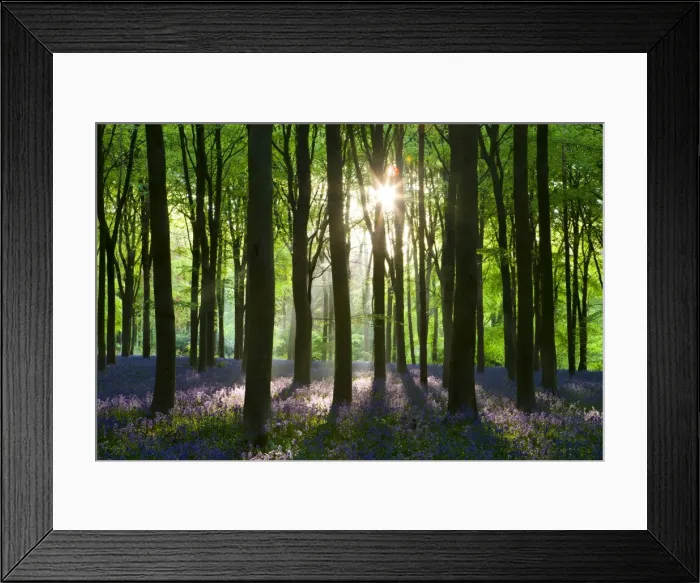 Framed Print : Early morning sunlight in West Woods bluebell woodland, Lockeridge, Wiltshire, England Framed Print : Early morning sunlight in West Woods bluebell woodland, Lockeridge, Wiltshire, England