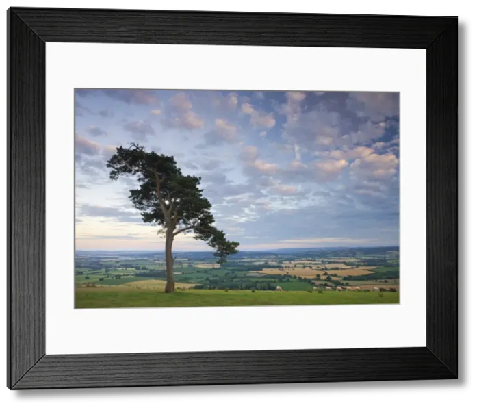 Framed Print : Pine tree on Raddon Hill, looking over agricultural countryside, Mid Devon, England Framed Print : Pine tree on Raddon Hill, looking over agricultural countryside, Mid Devon, England