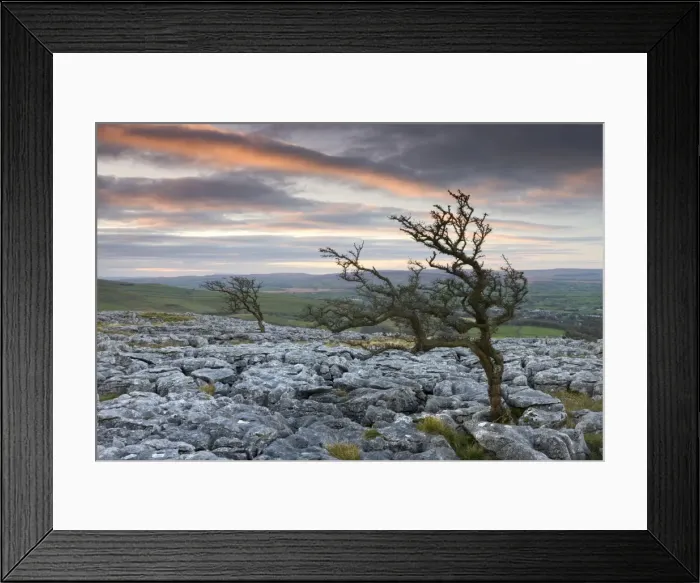 Framed Print : Twisted hawthorn trees growing through the Limestone Pavement on Twistleton Scar Framed Print : Twisted hawthorn trees growing through the Limestone Pavement on Twistleton Scar