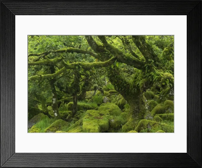 Framed Print : The mysterious Wistmans Wood, an ancient stunted pedunculate oak woodland high Framed Print : The mysterious Wistmans Wood, an ancient stunted pedunculate oak woodland high