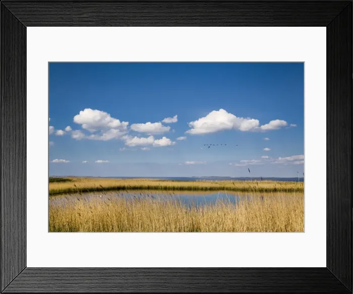 Framed Print : Salt marsh, Amrum Island, Northern Frisia, Schleswig-Holstein, Germany Framed Print : Salt marsh, Amrum Island, Northern Frisia, Schleswig-Holstein, Germany