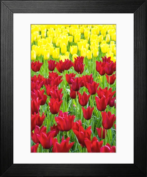 Framed Print : Tulips at Keukenhof Gardens, Duin- en Bollenstreek, the Netherlands Framed Print : Tulips at Keukenhof Gardens, Duin- en Bollenstreek, the Netherlands