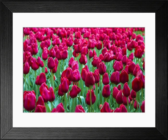 Framed Print : Tulips at Keukenhof Gardens, Duin- en Bollenstreek, the Netherlands Framed Print : Tulips at Keukenhof Gardens, Duin- en Bollenstreek, the Netherlands