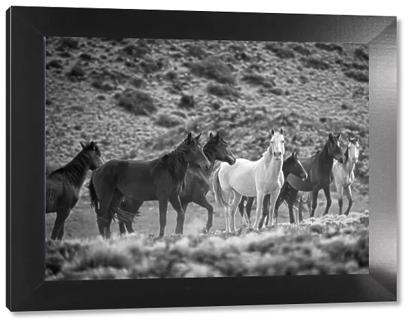 South America, Patagonia, Argentina, Santa Cruz, wild horses near Cueva de los Manos