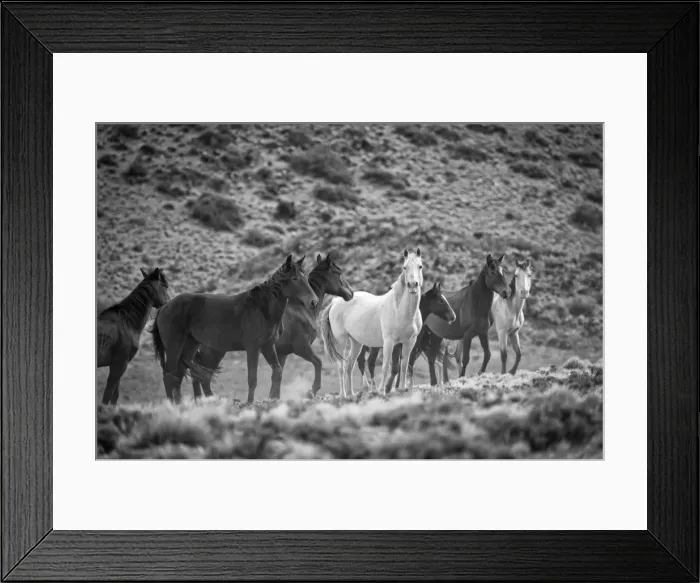 Framed Print : South America, Patagonia, Argentina, Santa Cruz, wild horses near Cueva de los Manos Framed Print : South America, Patagonia, Argentina, Santa Cruz, wild horses near Cueva de los Manos