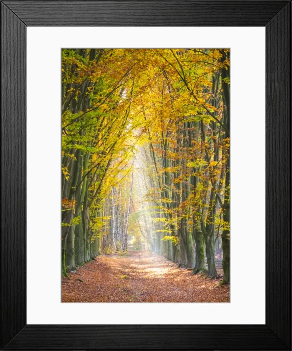 Framed Print : European Beech (Fagus sylvatica) forest Hoge Kempen National Park in autumn, Limburg Framed Print : European Beech (Fagus sylvatica) forest Hoge Kempen National Park in autumn, Limburg