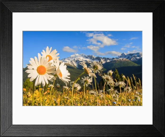 Framed Print : Daisy flower meadows in Stelvio National Park in summer. Sondrio district, Stelvio National Park Framed Print : Daisy flower meadows in Stelvio National Park in summer. Sondrio district, Stelvio National Park