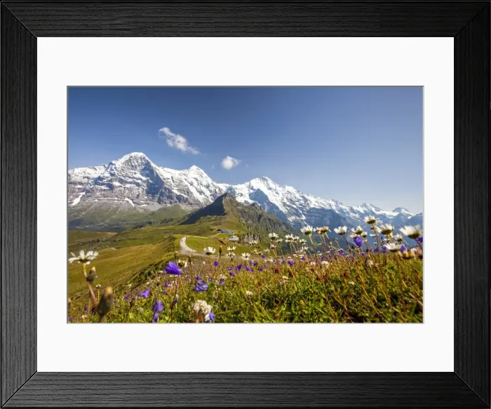 Framed Print : Colorful flowers framing Mount Eiger Mannlichen Grindelwald Bernese Oberland Canton Framed Print : Colorful flowers framing Mount Eiger Mannlichen Grindelwald Bernese Oberland Canton