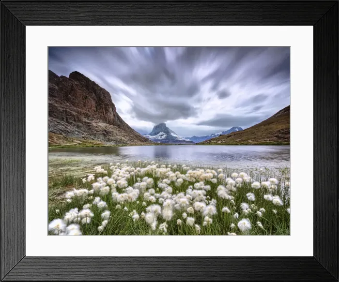 Framed Print : Cotton grass on lake Riffelsee while a thunderstorm hits the Matterhorn Zermatt Canton Framed Print : Cotton grass on lake Riffelsee while a thunderstorm hits the Matterhorn Zermatt Canton