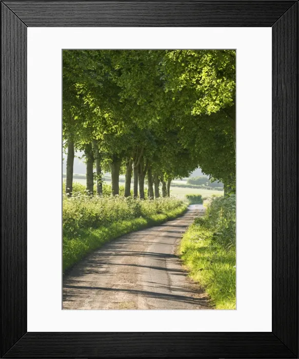 Framed Print : Tree lined country lane, Dorset, England. Summer (July) Framed Print : Tree lined country lane, Dorset, England. Summer (July)