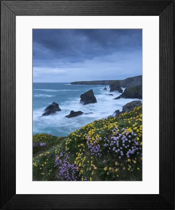 Framed Print : Spring wildflowers growing on the clifftops at Bedruthan Steps, Cornwall, England. May Framed Print : Spring wildflowers growing on the clifftops at Bedruthan Steps, Cornwall, England. May