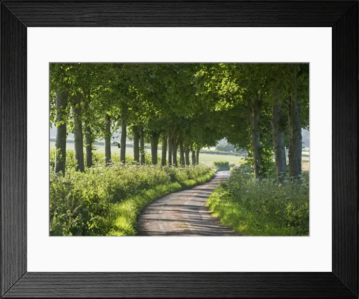 Framed Print : Winding tree lined country lane, Dorset, England. Summer (July) Framed Print : Winding tree lined country lane, Dorset, England. Summer (July)