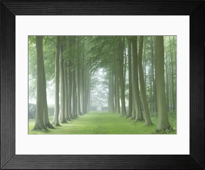 Framed Print : Beech tree avenue in morning mist, Cotswolds, Gloucestershire, England. Summer Framed Print : Beech tree avenue in morning mist, Cotswolds, Gloucestershire, England. Summer