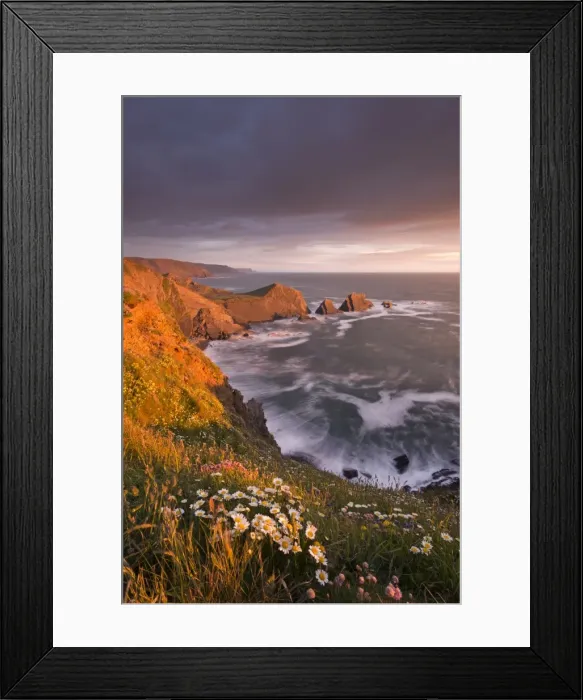 Framed Print : Wildflowers growing on the cliff tops above Hartland Point, looking south to Screda Point Framed Print : Wildflowers growing on the cliff tops above Hartland Point, looking south to Screda Point