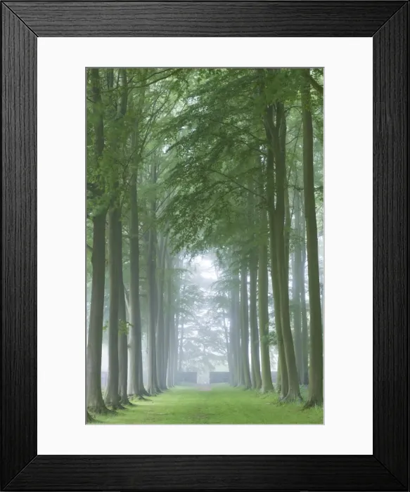 Framed Print : Mature Beech tree avenue, Cotswolds, Gloucestershire, England. Summer (June) Framed Print : Mature Beech tree avenue, Cotswolds, Gloucestershire, England. Summer (June)