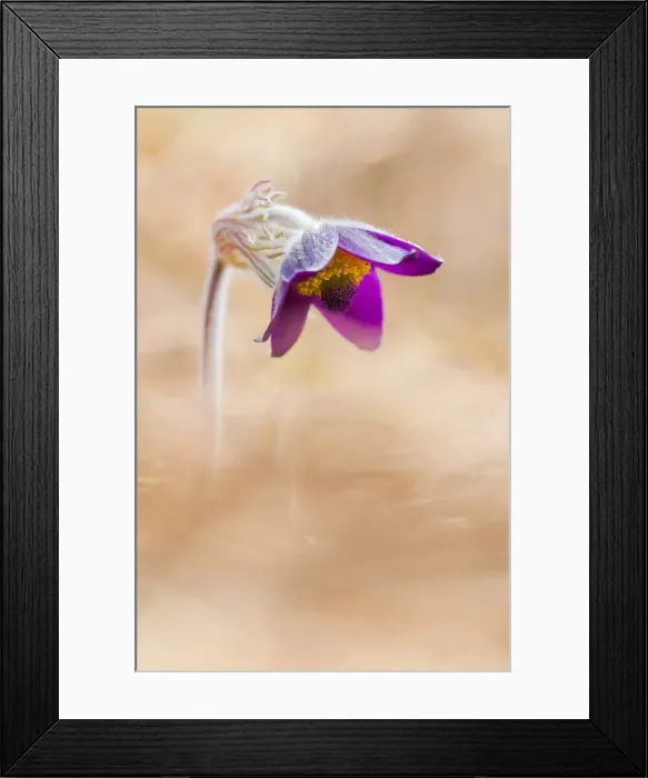 Framed Print : Brescia, Lombardy, Italy. The Pulsatilla is one of the first flowers blooming in Framed Print : Brescia, Lombardy, Italy. The Pulsatilla is one of the first flowers blooming in
