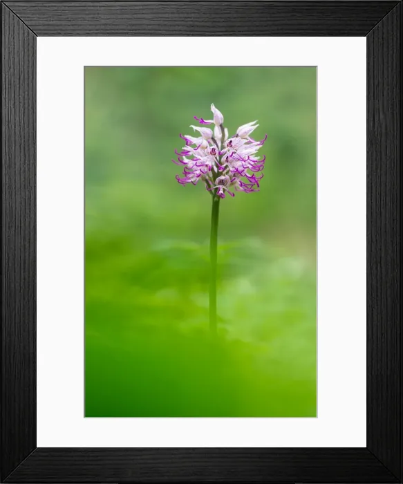 Framed Print : Brescia, Lombardy, Italy. An orchid Orchis Simia spontaneous recovery in Brescia Framed Print : Brescia, Lombardy, Italy. An orchid Orchis Simia spontaneous recovery in Brescia