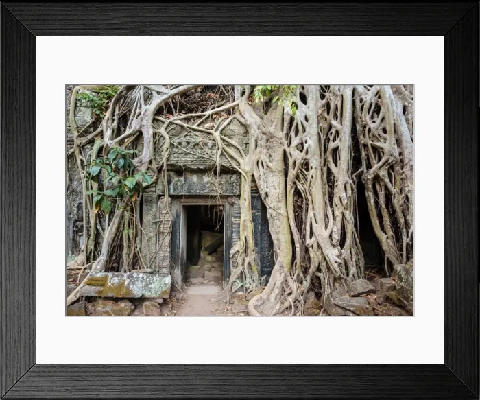 Framed Print : Tree roots growing on Ta Prohm temple (Rajavihara) ruins, Angkor, UNESCO World Heritage Site Framed Print : Tree roots growing on Ta Prohm temple (Rajavihara) ruins, Angkor, UNESCO World Heritage Site